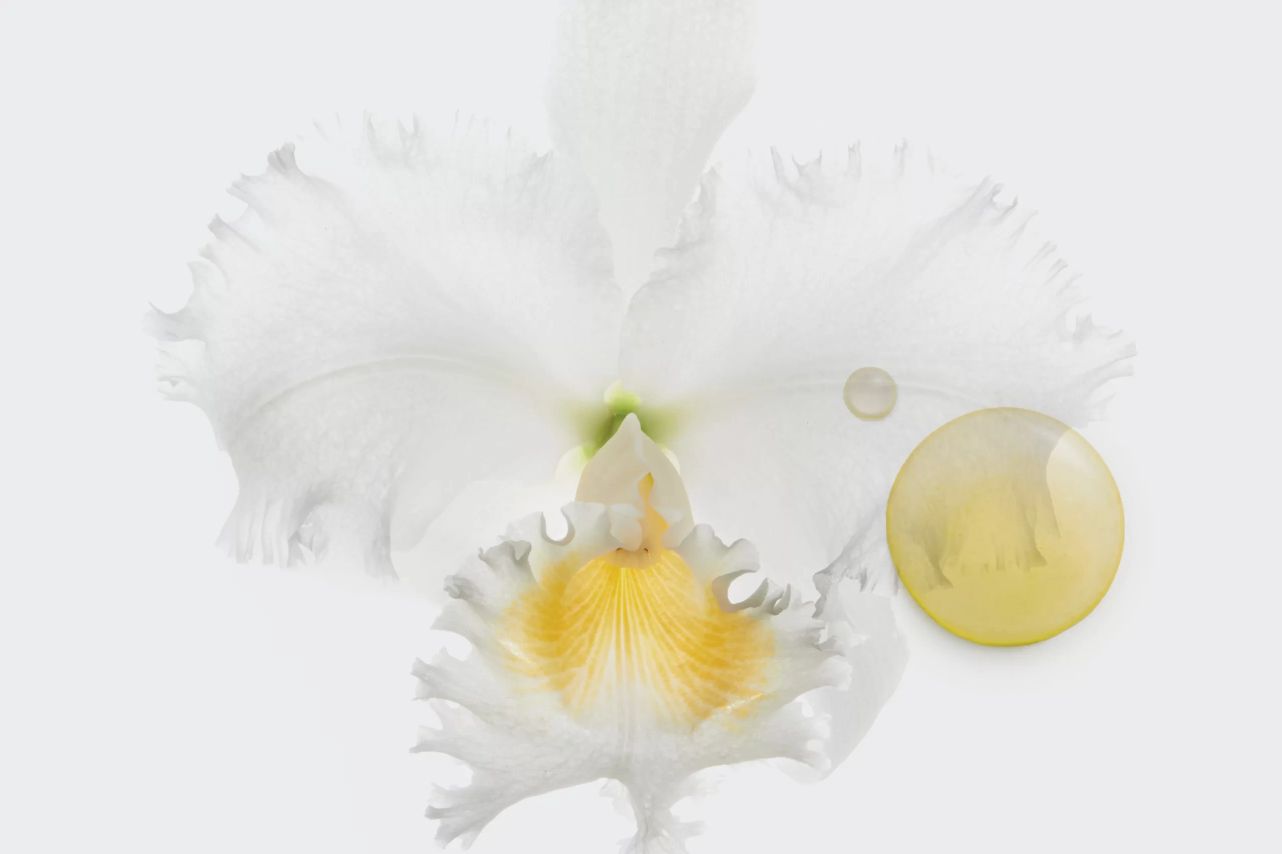Bion-flower1